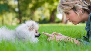 can you train a pomeranian not to bark