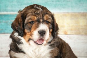 Understanding the Bernedoodle’s Predisposition to Illness