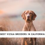 Vizsla Breeders in California