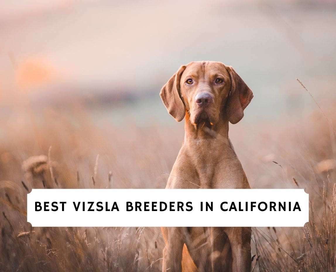 are vizsla the most intelligent dogs