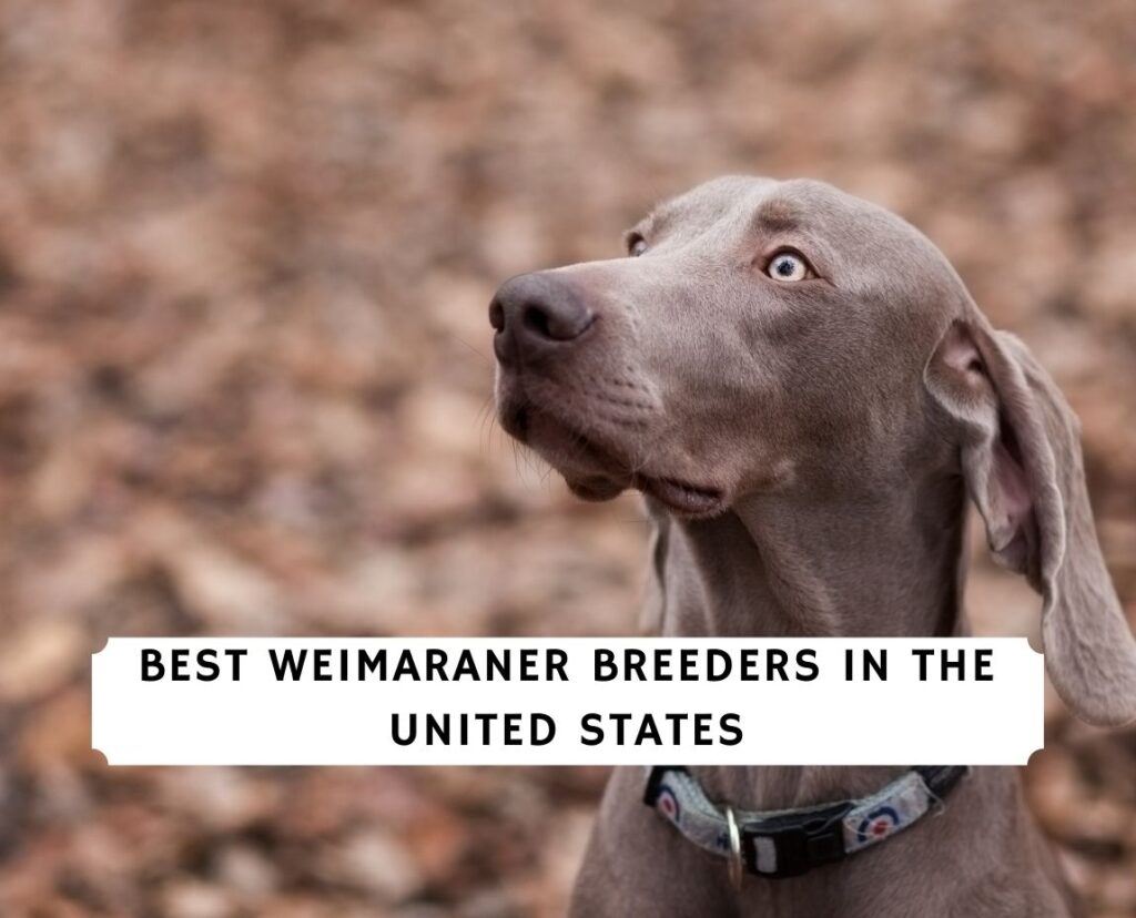 Weimaraner breeders near me