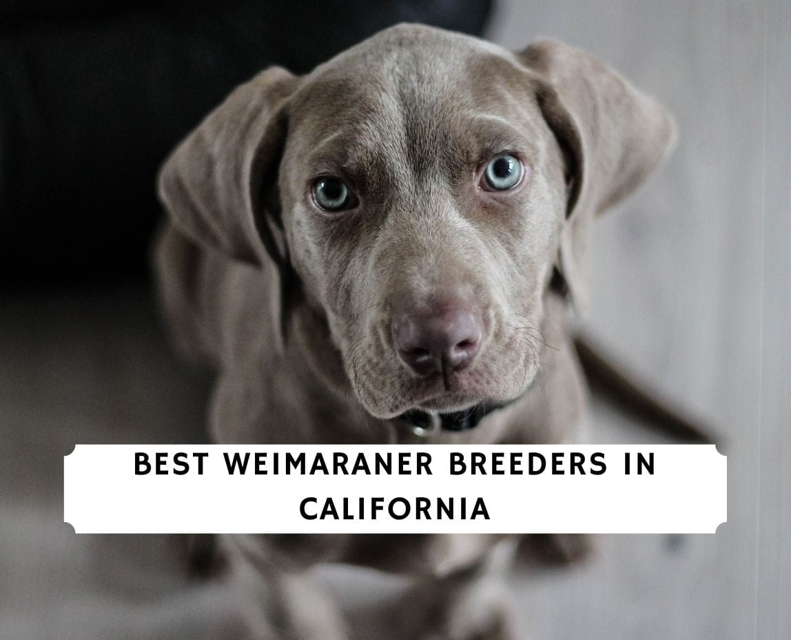 is a weimaraner a good family dog