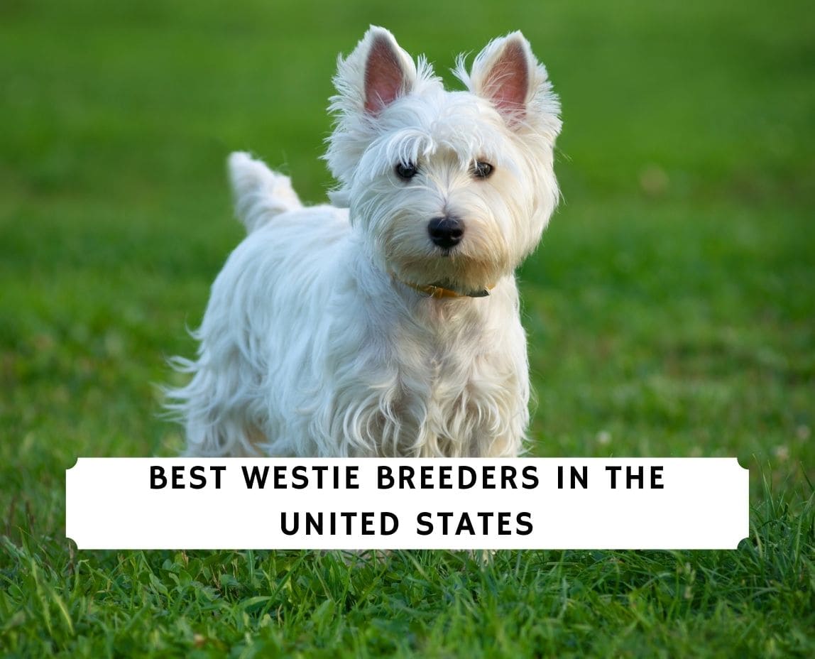 Akc westie hot sale breeders