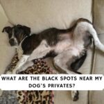 What Are the Black Spots Near My Dog’s Privates