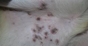 What Are the Black Spots Near My Dog’s Privates? Vet Advice! (2024 ...