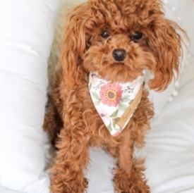 What Does a Red Maltipoo Look Like