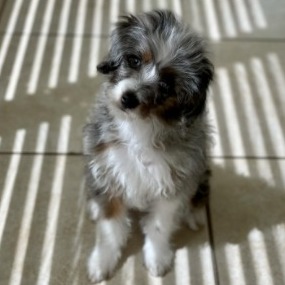 do aussiedoodle shed