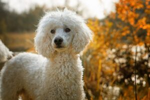 What Kind of Coats Do Poodles Have?