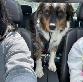 do aussiedoodle shed