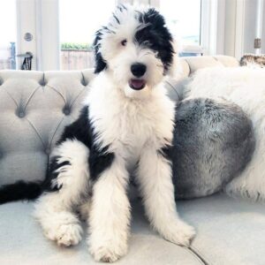 What Makes the Sheepadoodle Hypoallergenic