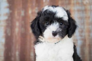 What Makes the Sheepadoodle Non-Hypoallergenic