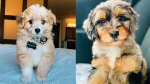 do aussiedoodle shed