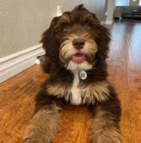 do mini bernedoodle shed