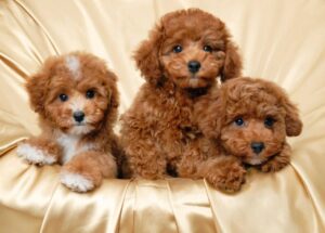 Conclusion For Red Maltipoo Information Facts Images