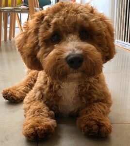 teddy bear poodle dogs