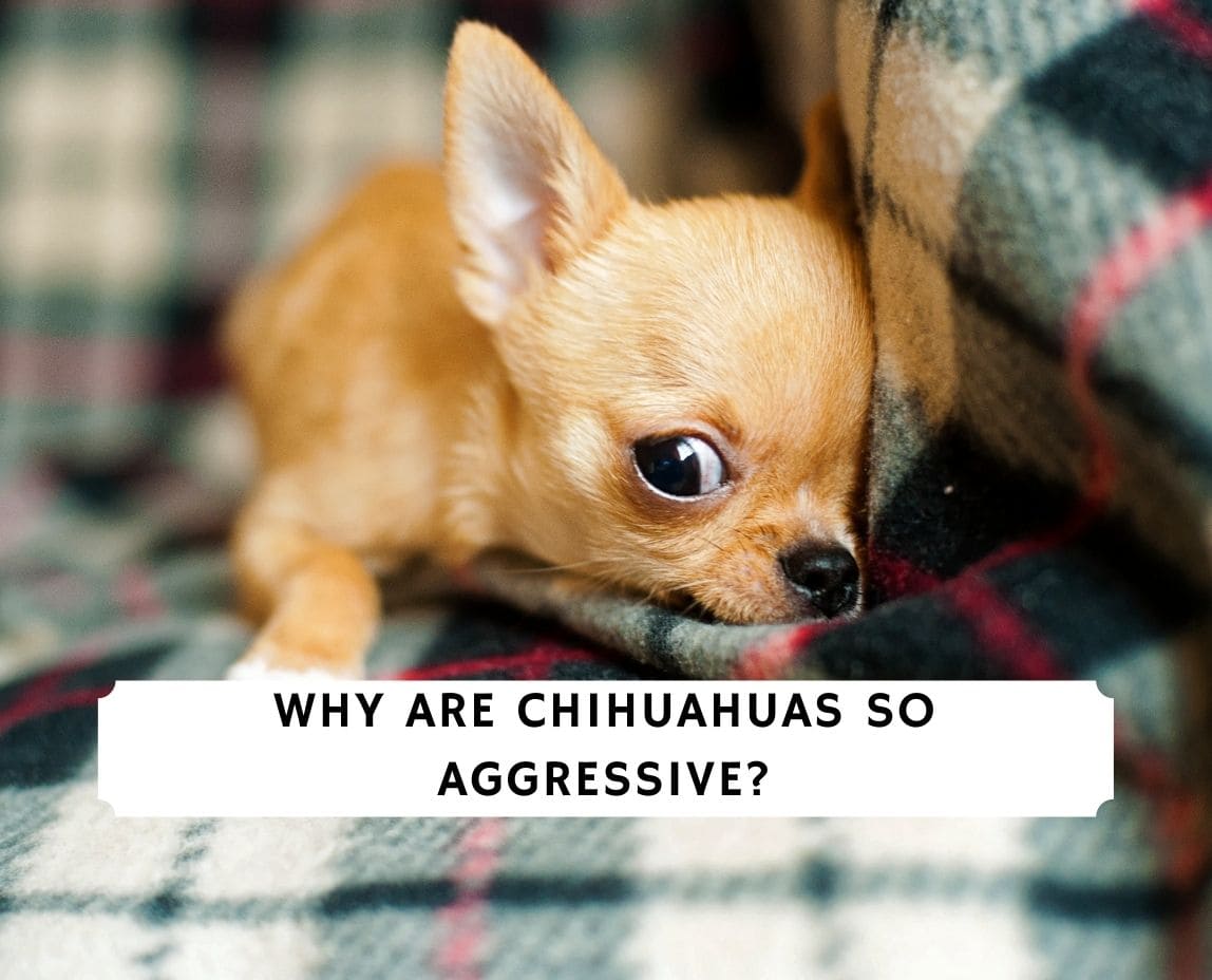 Why Are Chihuahuas So Aggressive 5 Reasons 2022 We Love Doodles