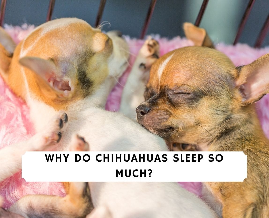 how many hours does a chihuahua puppy sleep