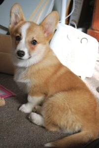 when should a corgis ears stand up