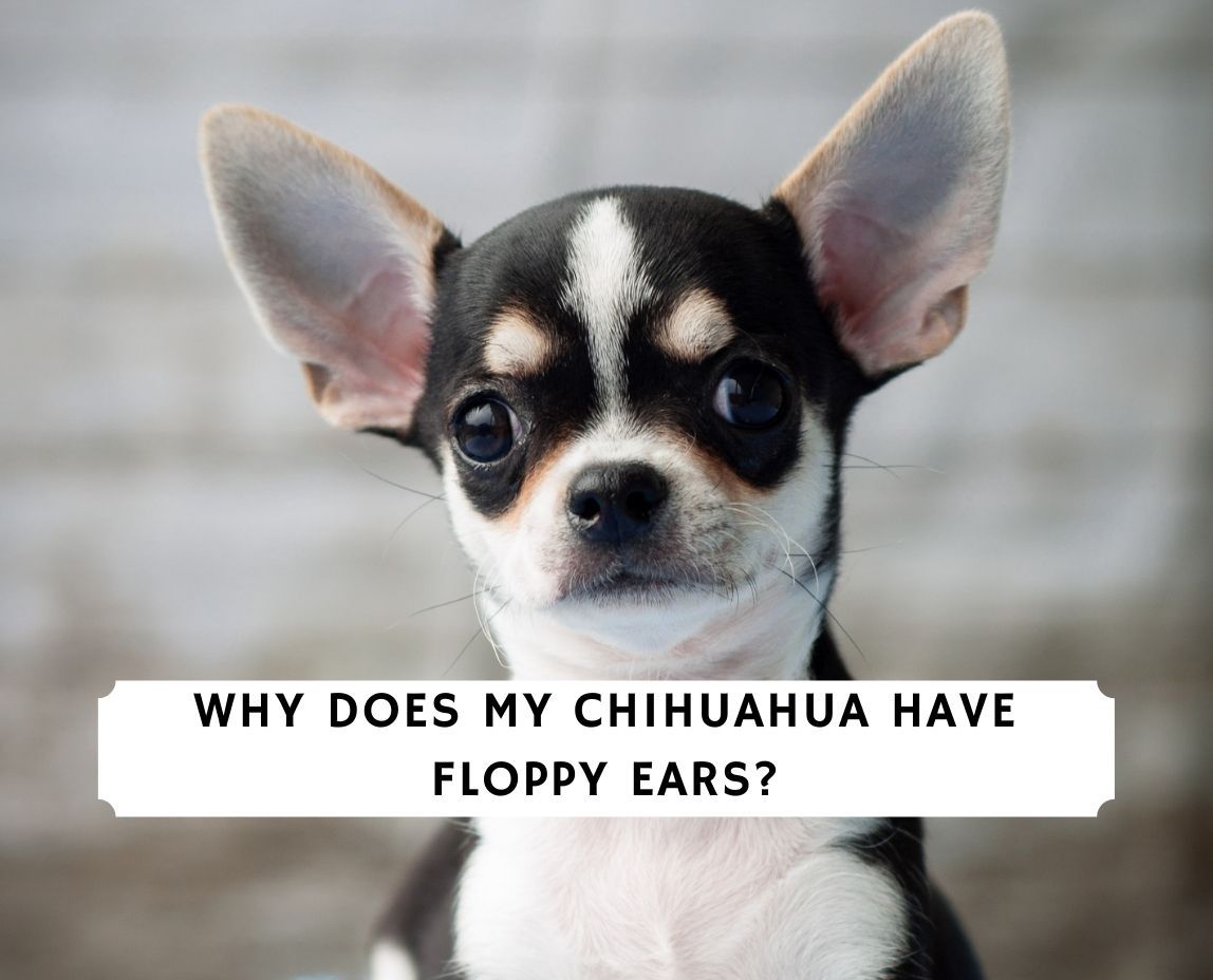 do chihuahua puppies have floppy ears