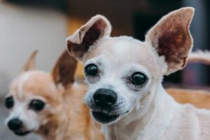 do chihuahua puppies have floppy ears