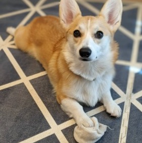 how do i keep my corgi from shedding to minimum