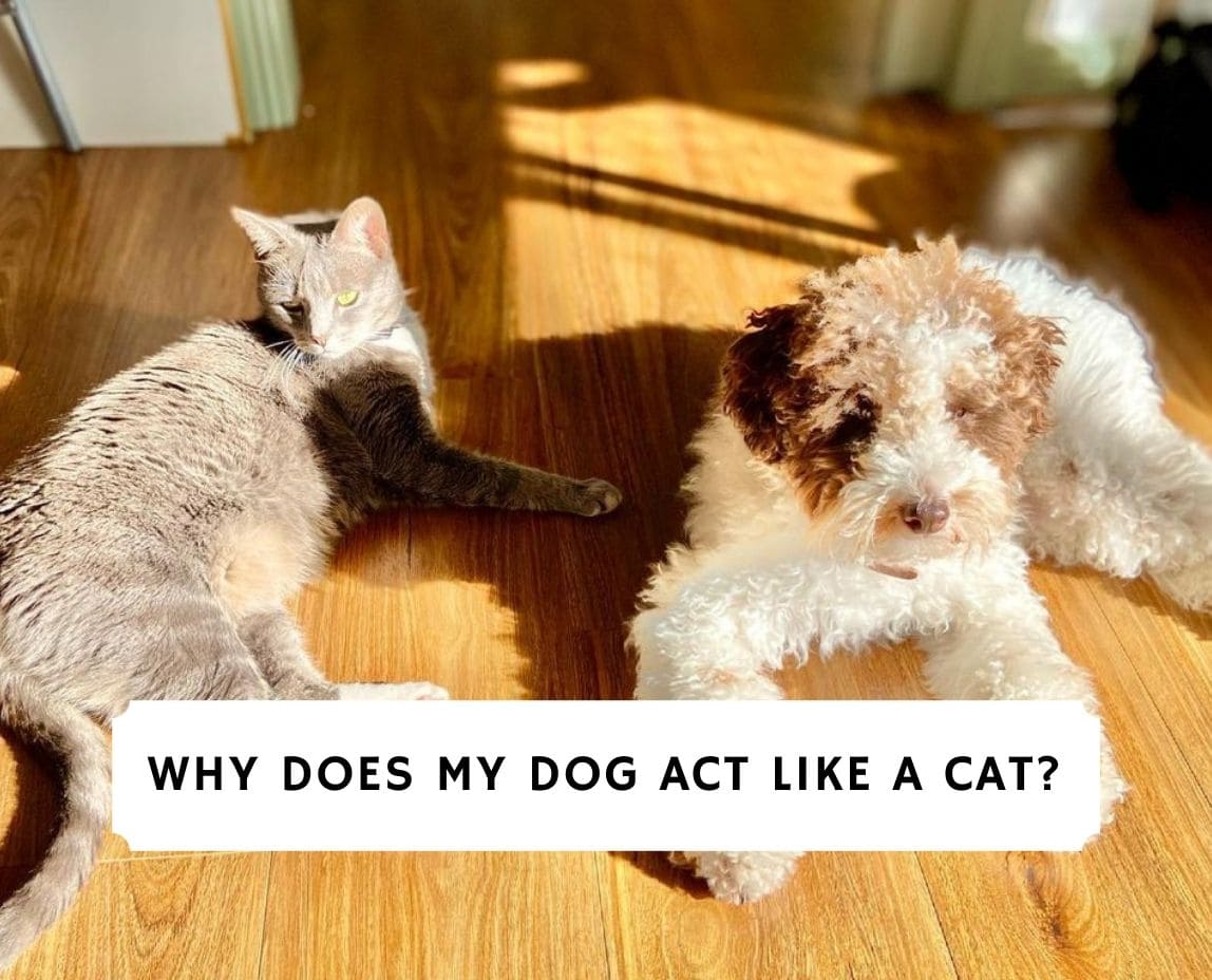 why-does-my-dog-act-like-a-cat-2023-we-love-doodles