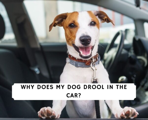 Why Does My Dog Drool in the Car? (2021) - We Love Doodles