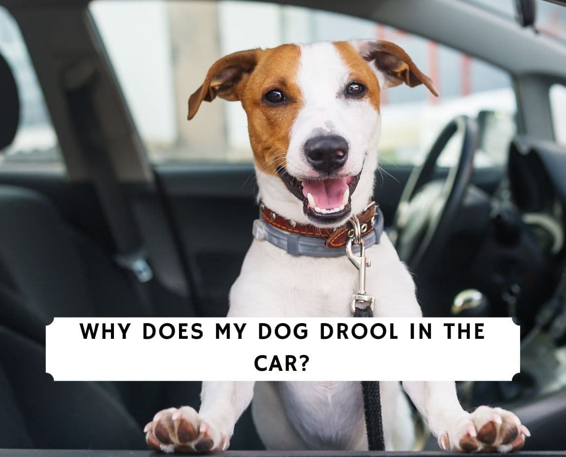 when a dog drools what does that mean