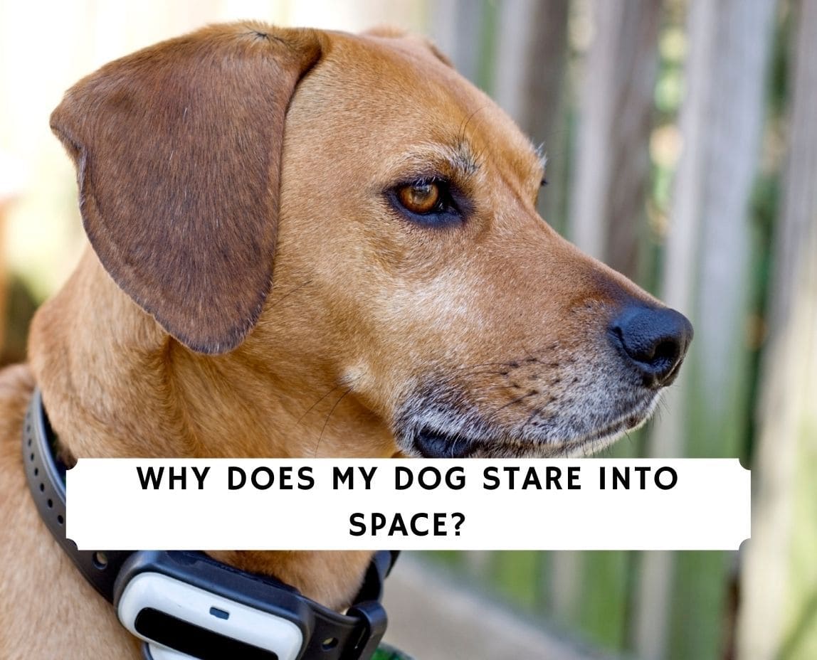 why do dogs just stare at nothing