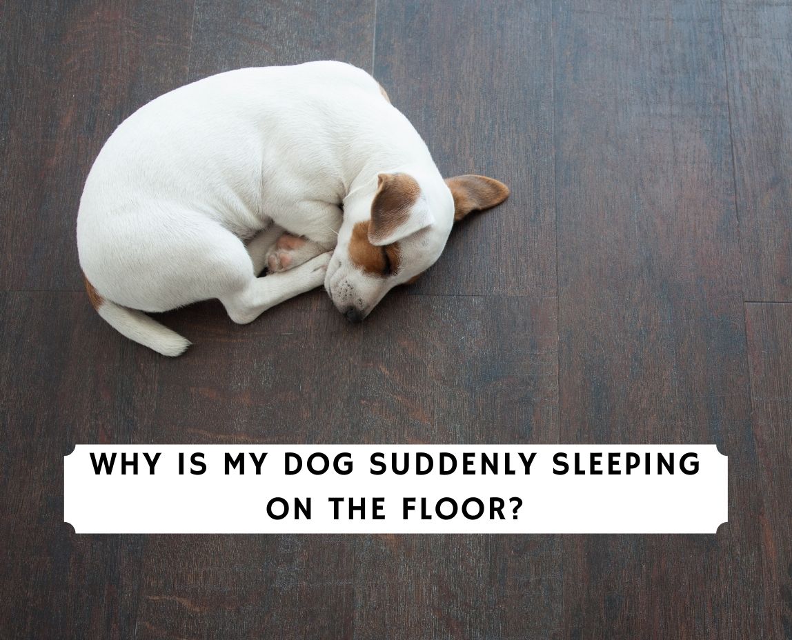 is it ok for a dog to sleep on the floor