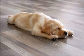 Why Is My Dog Suddenly Sleeping on the Floor? (2024) - We Love Doodles