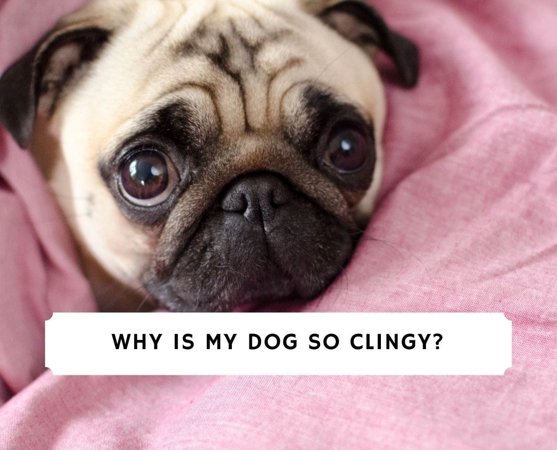 why are pugs so clingy