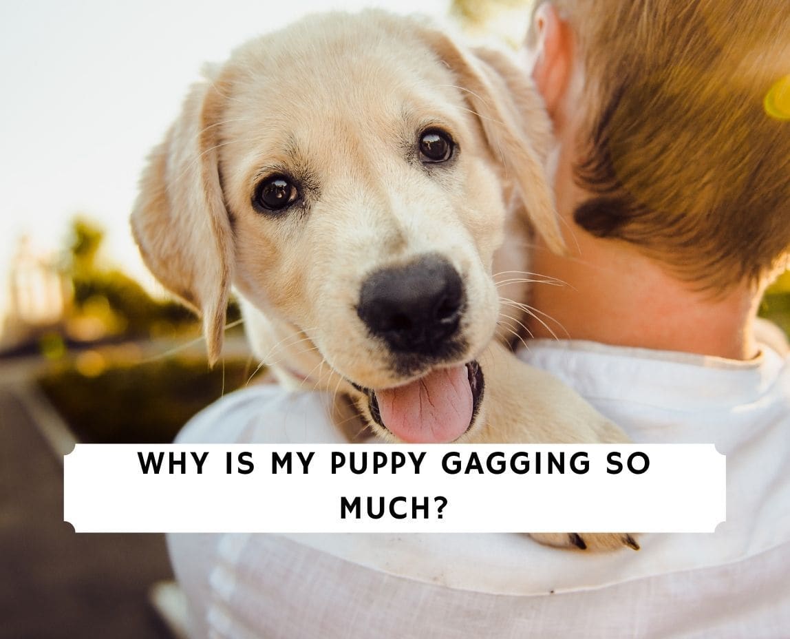 what does it mean when a puppy is gagging