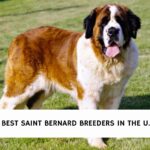 Best Saint Bernard Breeders In the U.S.