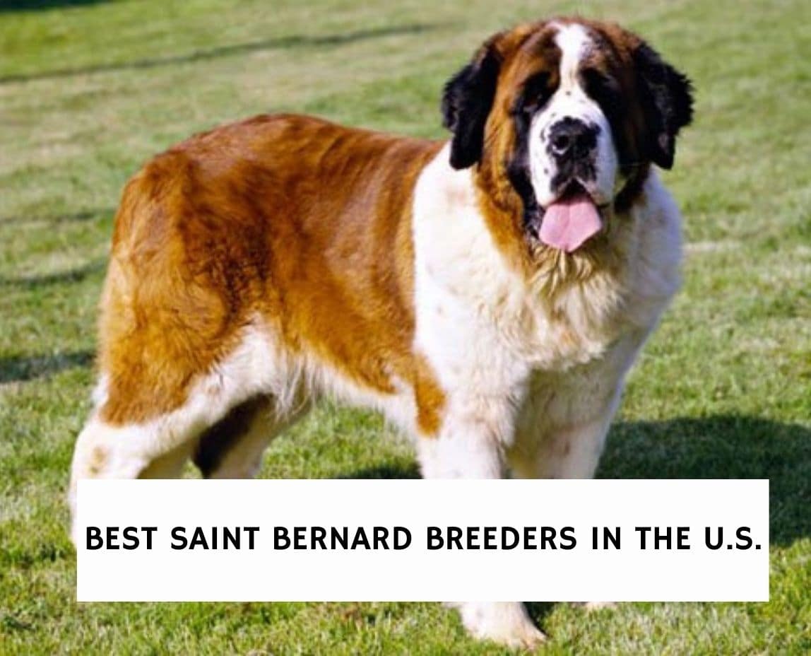 Saint bernards for sales sale near me