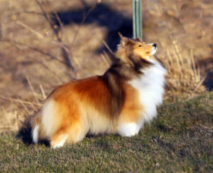 Birchwynd shelties 2024