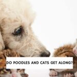 Do Poodles and Cats Get Along?