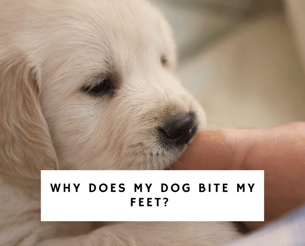 Why Does My Dog Bite My Feet? 7 Reasons. (2023) - We Love Doodles