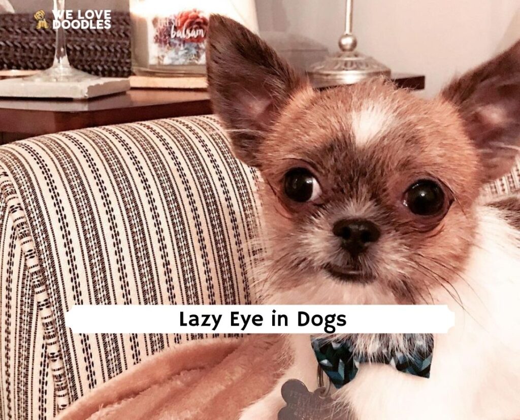 lazy-eye-in-dogs-what-is-it-and-how-to-fix-it-2023-we-love-doodles