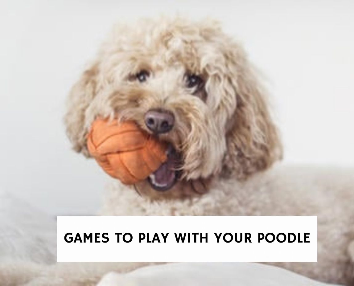 Games to Play With Your Poodle