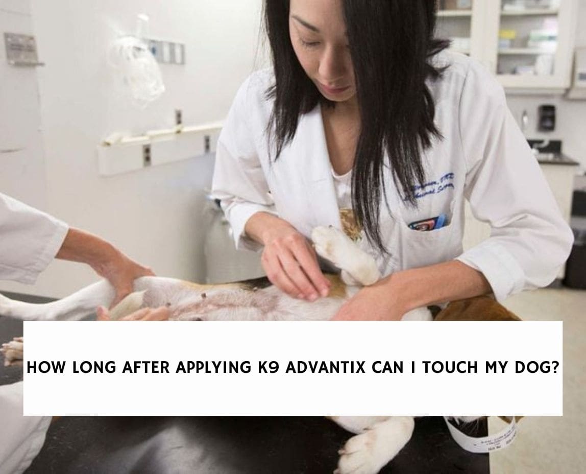 How Long After Applying K9 Advantix Can I Touch My Dog?