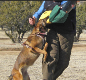 Ruidoso Malinois