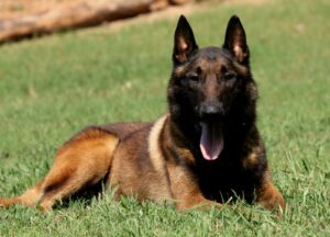 Chien Policier Belgian Malinois