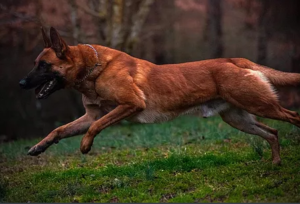 KSDK Malinois