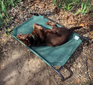 indoor outdoor dog bed