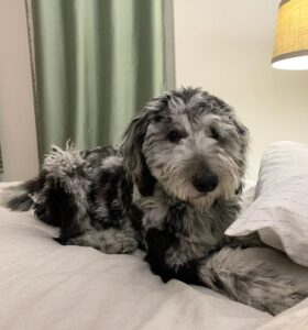 blue merle sheepadoodle