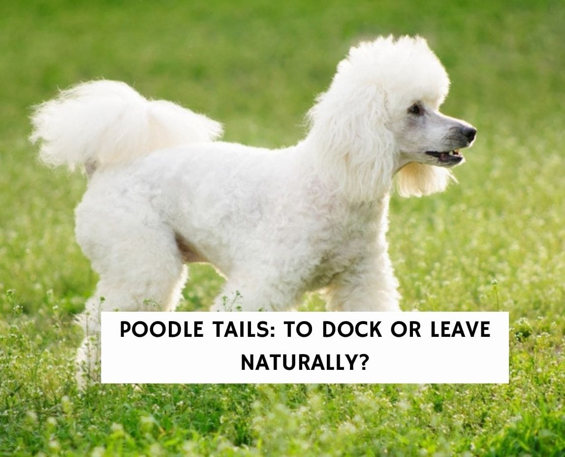 Standard poodle best sale docked tail