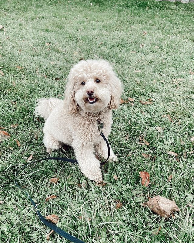 11 Best Toy Poodle Breeders in the United States!