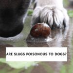 Are Slugs Poisonous To Dogs?