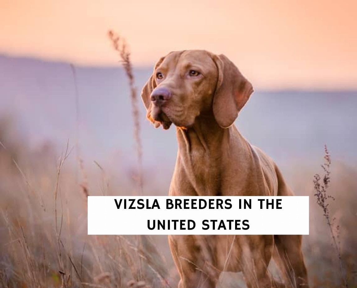 are vizslas good hunting dogs